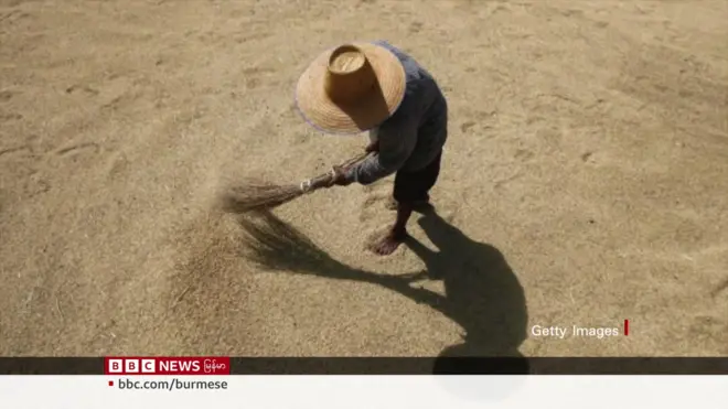 စပါးဈေးတွေ ကျဆင်းနေလို့ ဆန်စပါး စိုက်ပျိုးသူတွေ အရှုံးပေါ်နေ