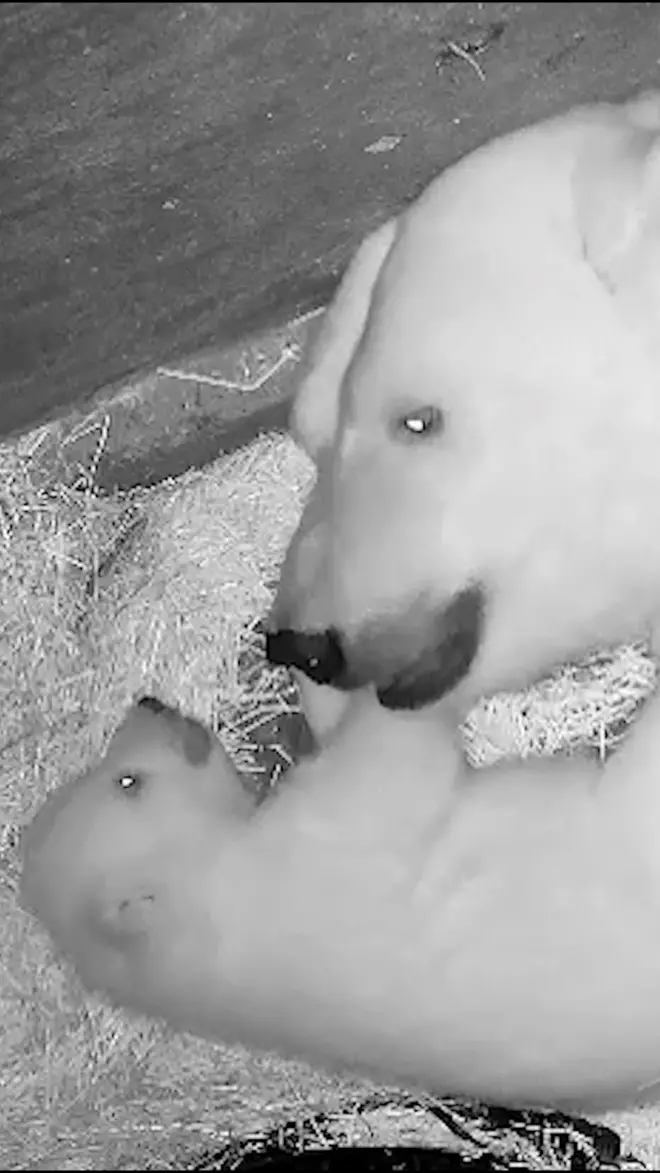 Polarna medvedica i njeno mladunče Nur