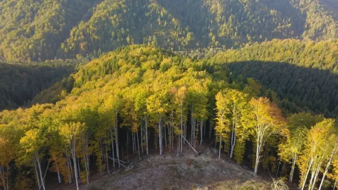 Some of Europe's last primeval forests are at risk of the illegal loggers