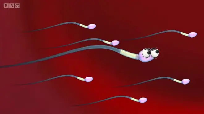 Ilustraciaj spermatozoida