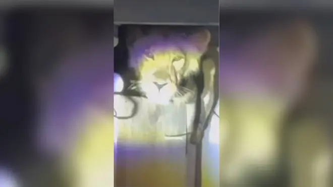 Neobična gošća: Lavica se ušunjala u kuhinju indijske porodice