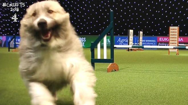 Charleen crufts hot sale