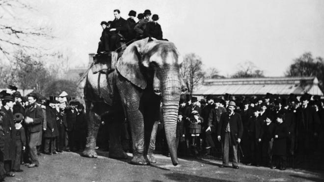 Jumbo carrega oito pessoas sobre seu lombo no zoológico de Londres