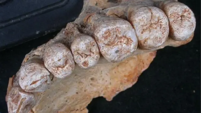 ฟอสซิลฟันและขากรรไกรบนที่พบมีอายุเก่าแก่ราว 177,000-194,000 ปี