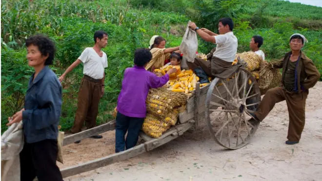 Người dân Bắc Hàn thu hoạch ngô từ cánh đồng