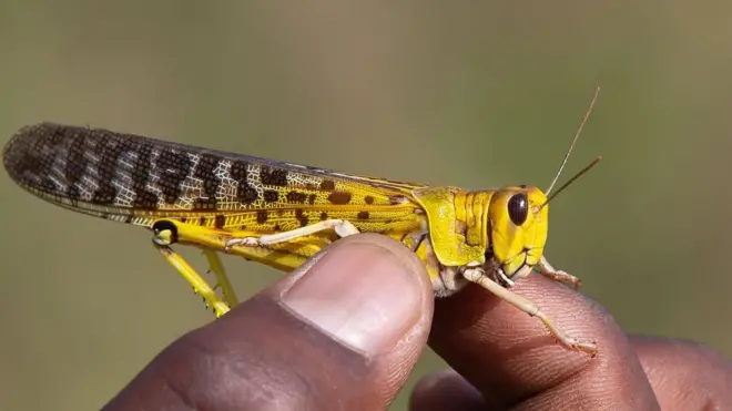 Qof gacanta ku haya ayax nool