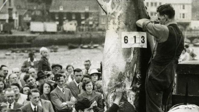 Scientists delve into mystery of returning bluefin tuna - BBC News