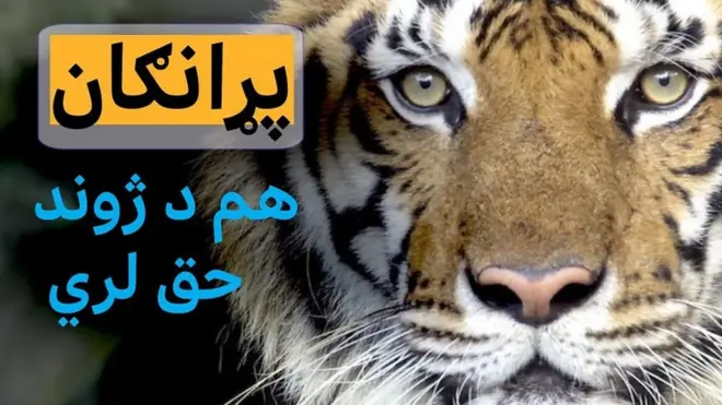 پړانګان نیپال ته بیا ستنېږي. د هیمالیا دا کوچنی نسل په دې هېواد کې دوه برابره شوی. د سمندري اس او پیلانو نسل هم په ډېرېدو دی. خو له پړانګانو سره ګډ ژوند بې خطره هم نه دی.