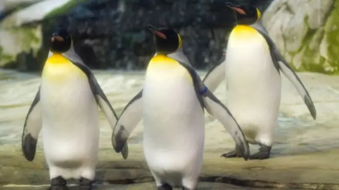 පෙන්ගුවින් යුවළ 'ස්කිපර්' සහ 'පින්ග්' ලෙස නම් කර තිබේ.