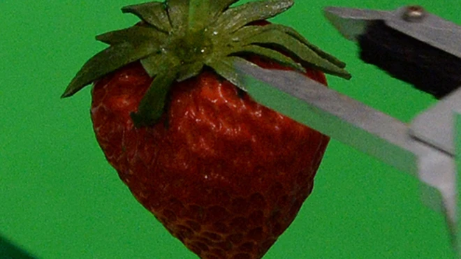 تشتهر بلدة ياماموتو تشو اليابانية بطقسها المثالي لزراعة الفراولة