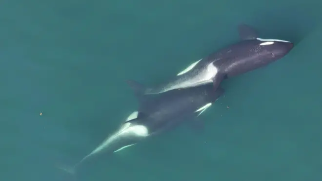 Two killer whales swim one on top of the other in a dark blue sea. The image is taken from above by a drone.