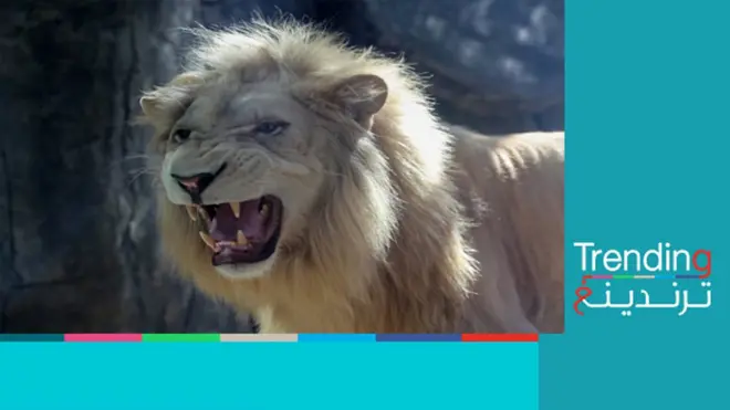 حادثة مقتل الأسد وصاحبه تهز الشارع السعودي