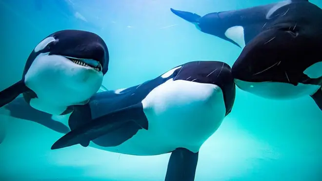 Как косаток из России продают в китайские дельфинарии