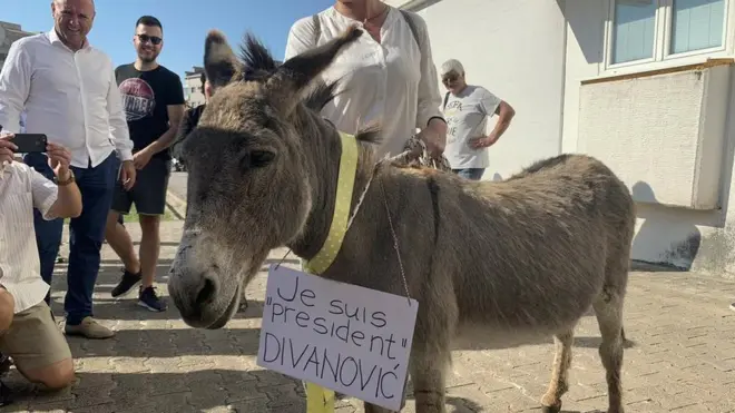 Magarac pred Opštinom Budva
