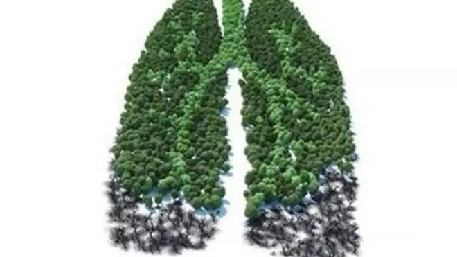 "رئتا العالم" تحترق - فكيف يؤثر ذلك على دولنا؟