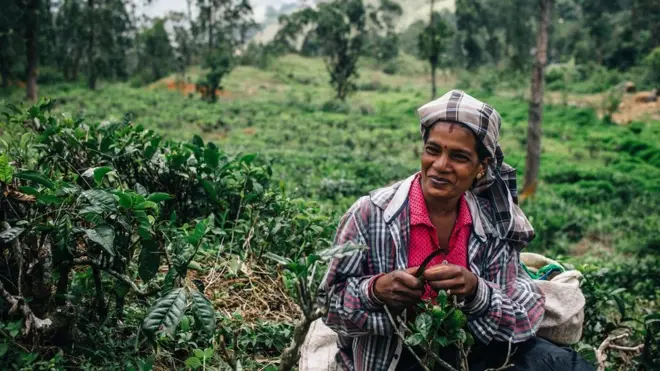 سری لنکا چائے