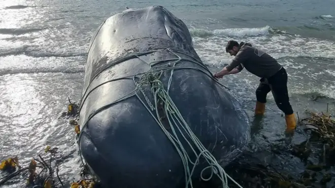 A rescue volunteer cuts ropes from a whale after it became stranded on the island of Raasay when it became entangled in ropes – the whale later died