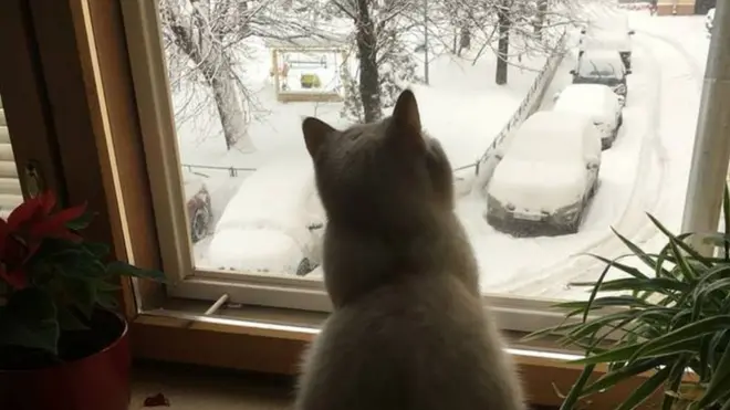 Кошка Алексея Козлова может позволить себе смотреть на утопающий в снегу московский двор со стороны