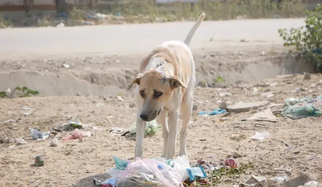 پاکستان، جانور، حقوق