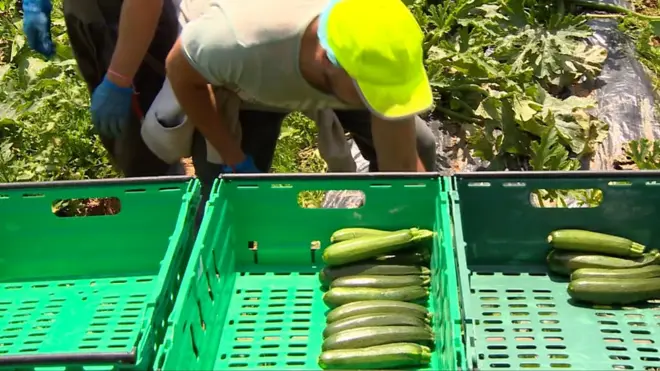 Українці збирають кабачки у Великій Британії