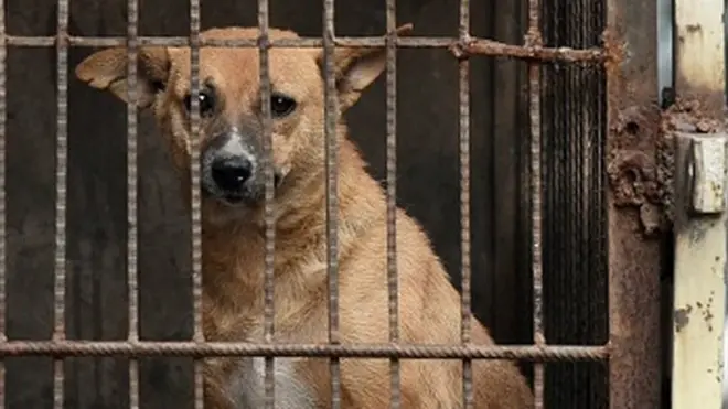 A stray dog in India