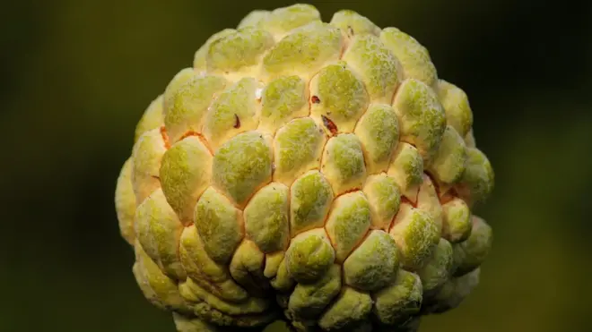 సీతాఫలం