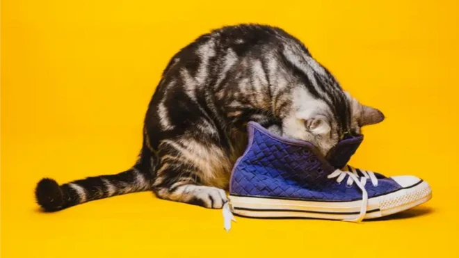 รูปแมวดมรองเท้า