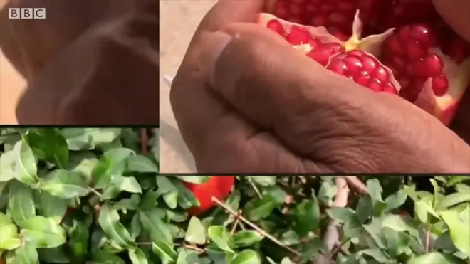 બનાસકાંઠામાં દાડમની ખેતીના પ્રણેતા