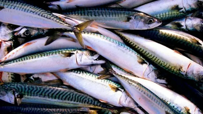 Ikan makerel kalengan yang ditemukan bercacing tidak hidup di perairan Indonesia, tapi di perairan Cina.