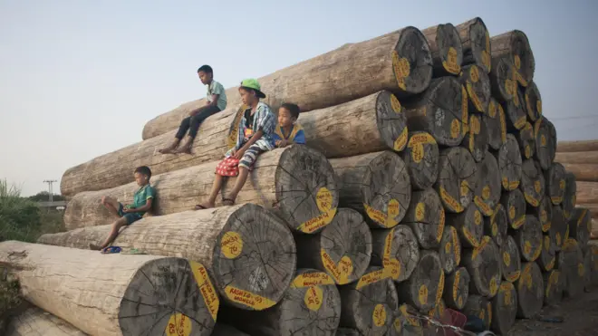 ရန်ကုန်မြို့ရဲ့ ငါးဆနီးပါးပမာဏ သစ်တောပြုန်းတီးနေတာ ဖြစ်ပါတယ်။