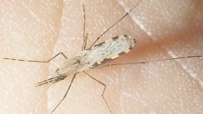 অ্যানোফিলিস মশা