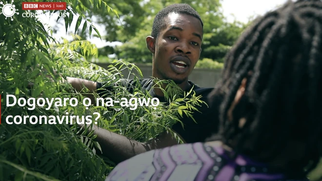 'Dogoyaro' ọ na-egbochi coronavirus?