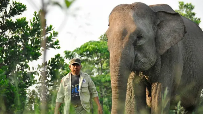 Lisa sang gajah dan Pak Eko yang menjadi pawangnya adalah dua anggota 'Skuad Gajah Terbang'