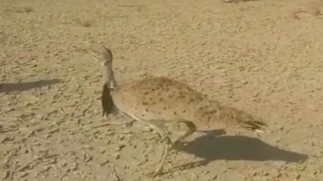 پاکستان، تلور