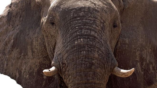 Слон из Ботсваны