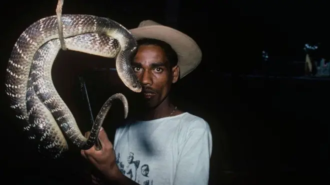 أحد أعضاء قبيلة إيرولا في الهند الذين لديهم معرفة كبيرة بأنواع الأفاعي وكيفية التعامل معها