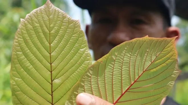 เกษตรกรชาวอินโดนีเซียถือใบกระท่อม อินโดนีเซียเป็นหนึ่งในประเทศที่ให้ปลูกกระท่อมเพื่อการค้าและส่งออกได้อย่างถูกกฎหมาย