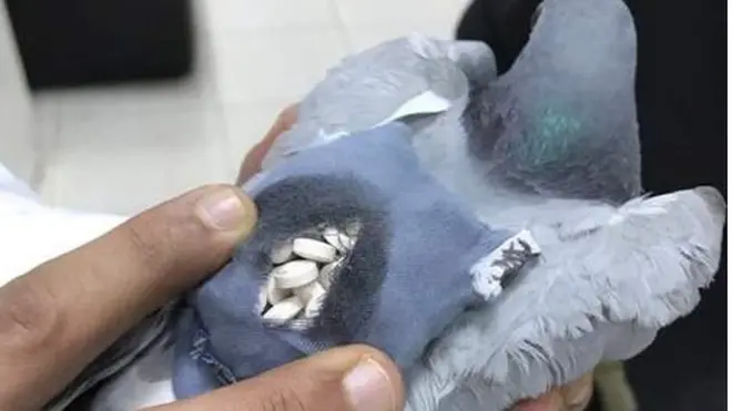 In May this pigeon carrying drugs was caught by officials on the Kuwait-Iraq border