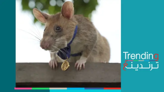 جرذ كاشف للألغام يتلقى ميدالية ذهبية