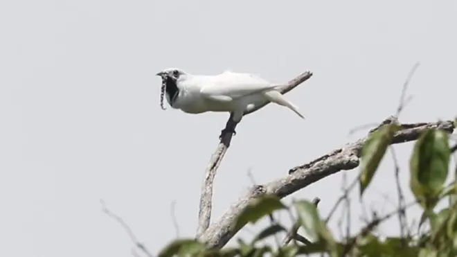 White BellBird