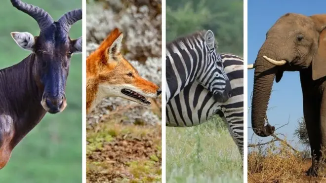 ስዋይን ቆርኬ፣ ቀይ ቀበሮ፣ የሜዳ አህያ፣ ዝሆን