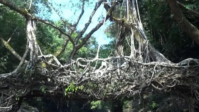 પુલનો વીડિયો