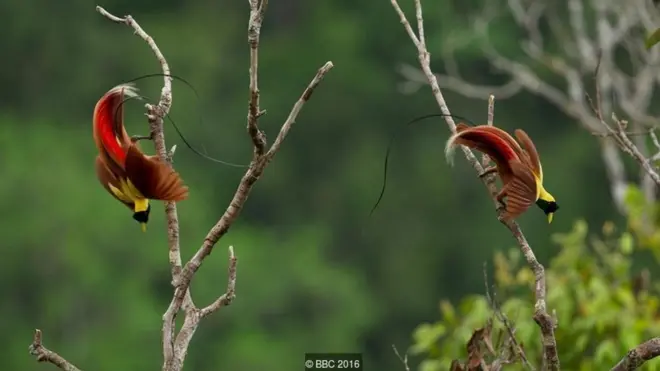 Burung Merah dari Surga berada di pohon di Papua Barat. (Kredit: BBC 2016)