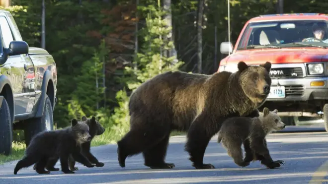 En esta imagen de 2011, la osa 399 cruza la carretera junto a sus cachorros en el parque Grand Teton.
