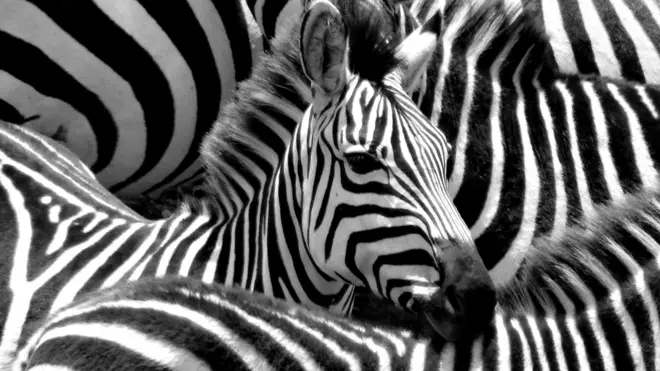 Зебры
