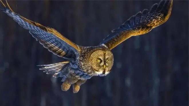 بلیک مارکٹ میں بھورے جنگلی الّو کی قیمت اچھی خاصی ہے