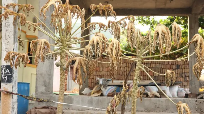 విశాఖ గ్యాస్ లీకేజీతో మాడిపోయిన చెట్లు