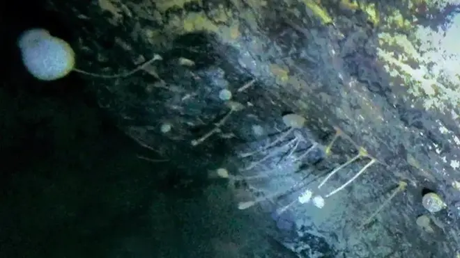 Ada kehidupan di dasar laut Antartika, yang bertahan hidup dalam kegelapan total, sekitar 900 m di bawah lapisan es.