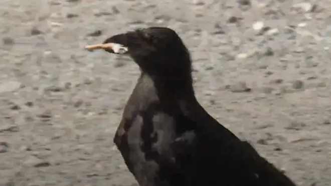 Грач подобрал окурок