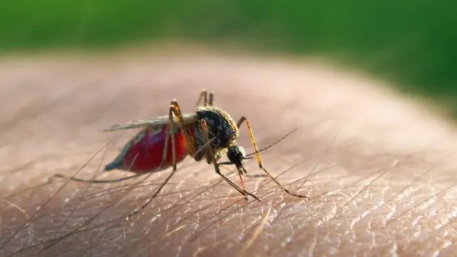 Si en zonas tropicales es casi imposible erradicar al mosquito transmisor debido a su sorprendente abundancia ¿Cual fue la estrategia que aplicó Sri Lanka?